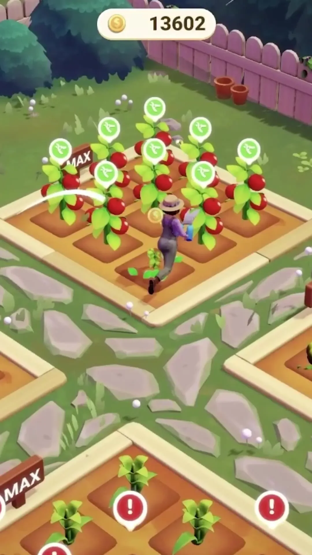 A gardener tending a bed of ripe tomatoes, each marked ready to harvest