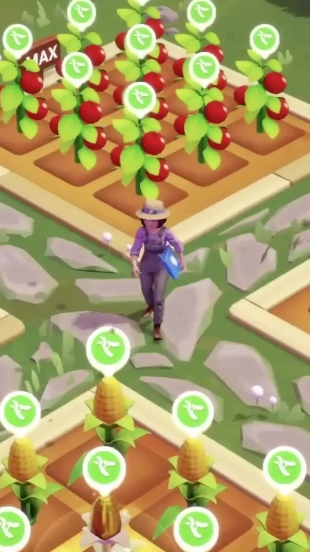 Corn and tomato plants with icons showing what each needs next
